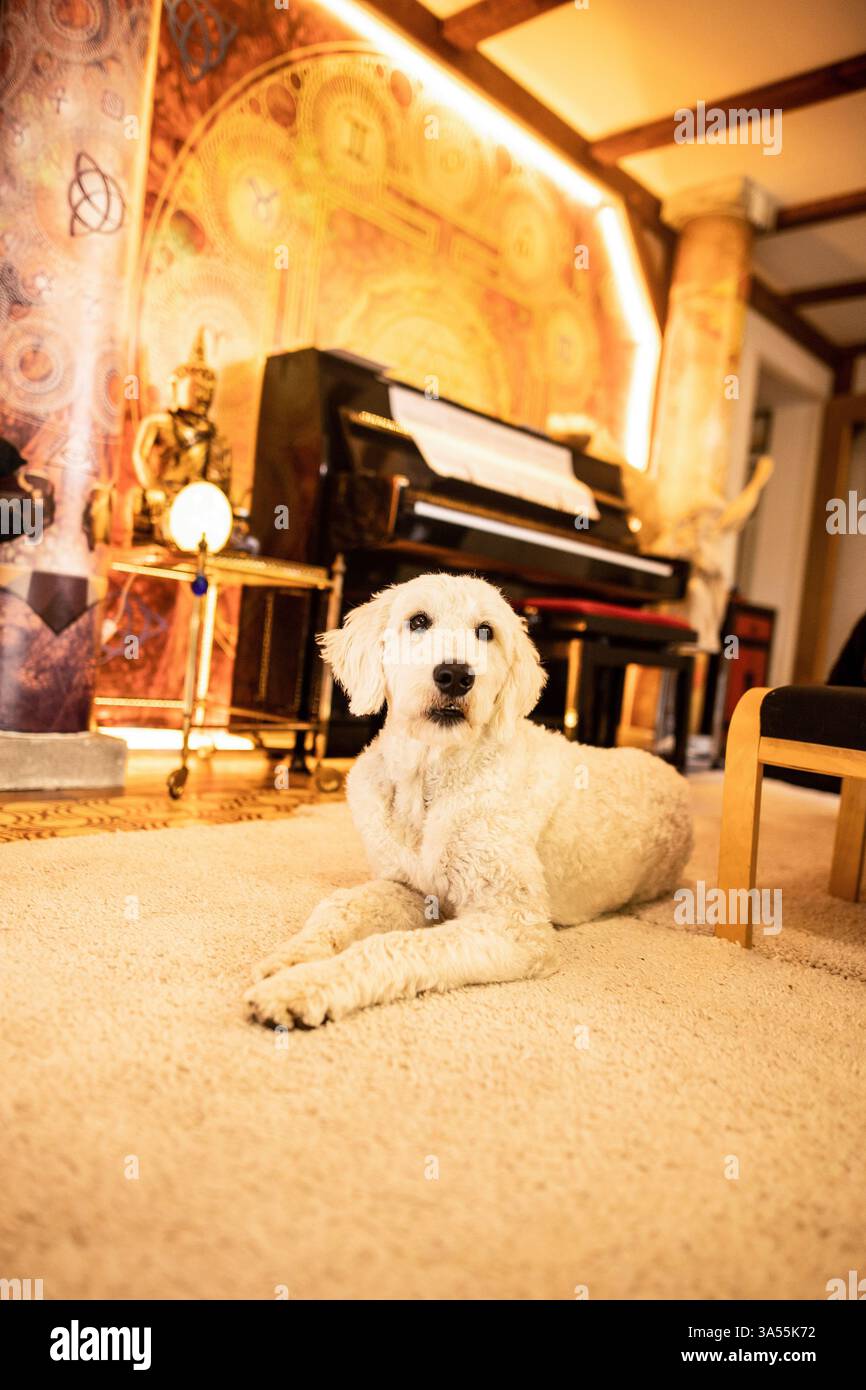 Goldendoodle Foto Stock