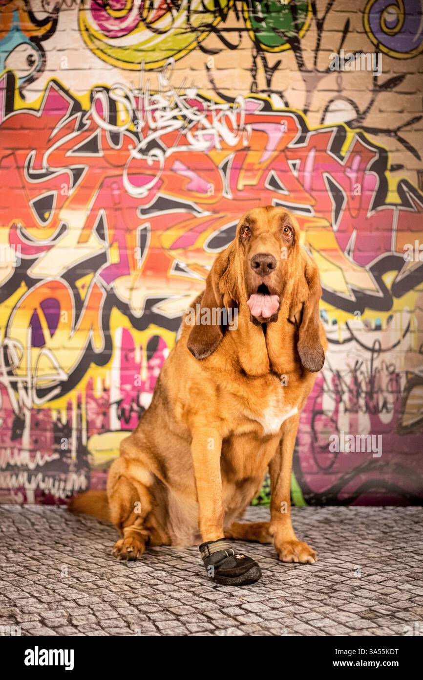 Bloodhound Foto Stock