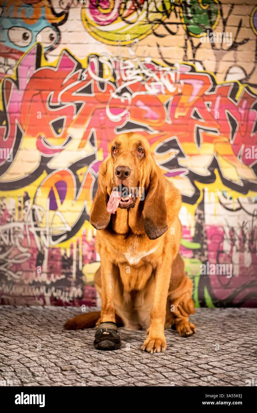 Bloodhound Foto Stock