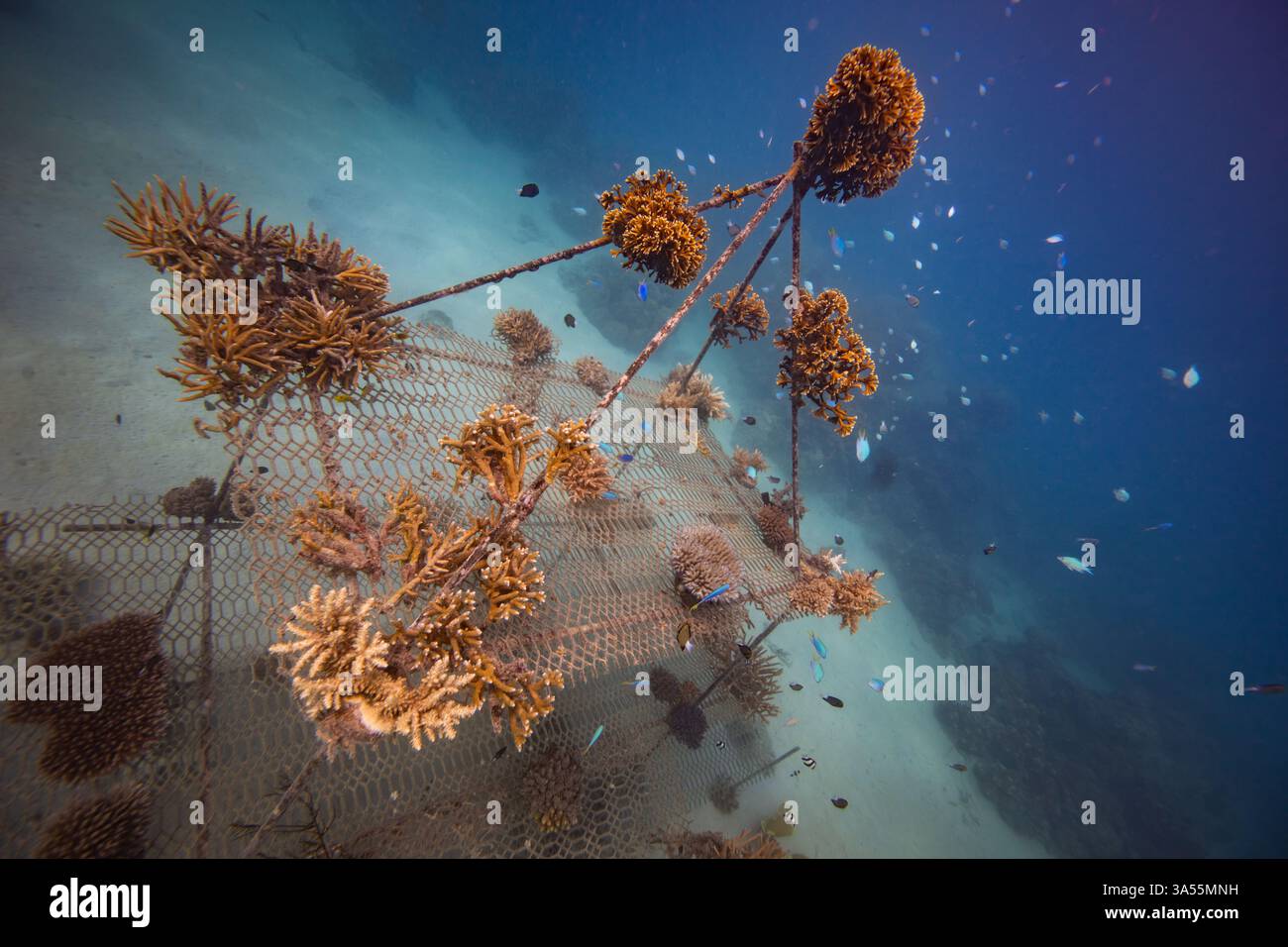 Crescenti barriere coralline per combattere i cambiamenti climatici - ONG per il ripristino della propagazione dei coralli Foto Stock