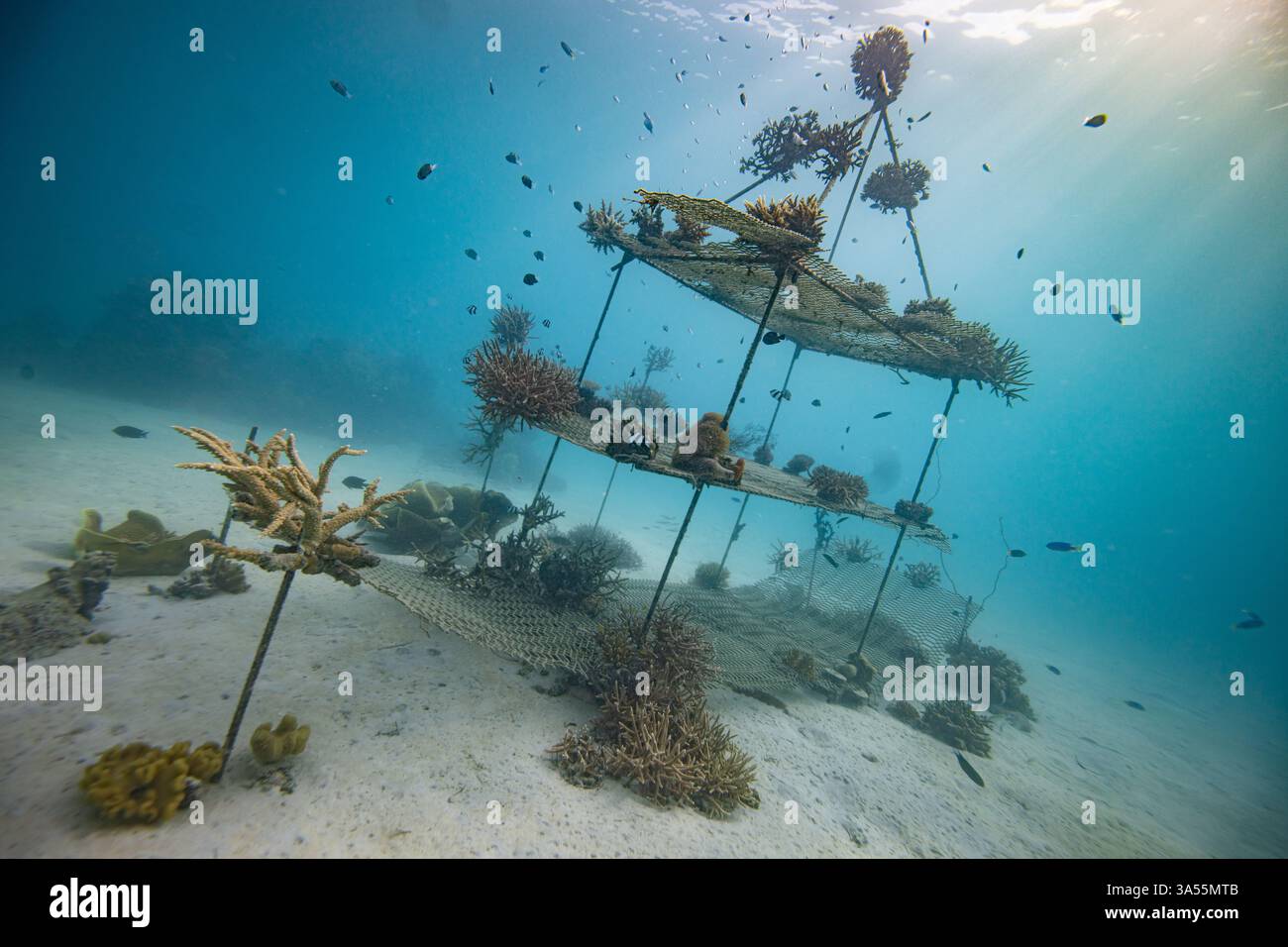 Crescenti barriere coralline per combattere i cambiamenti climatici - ONG per il ripristino della propagazione dei coralli Foto Stock