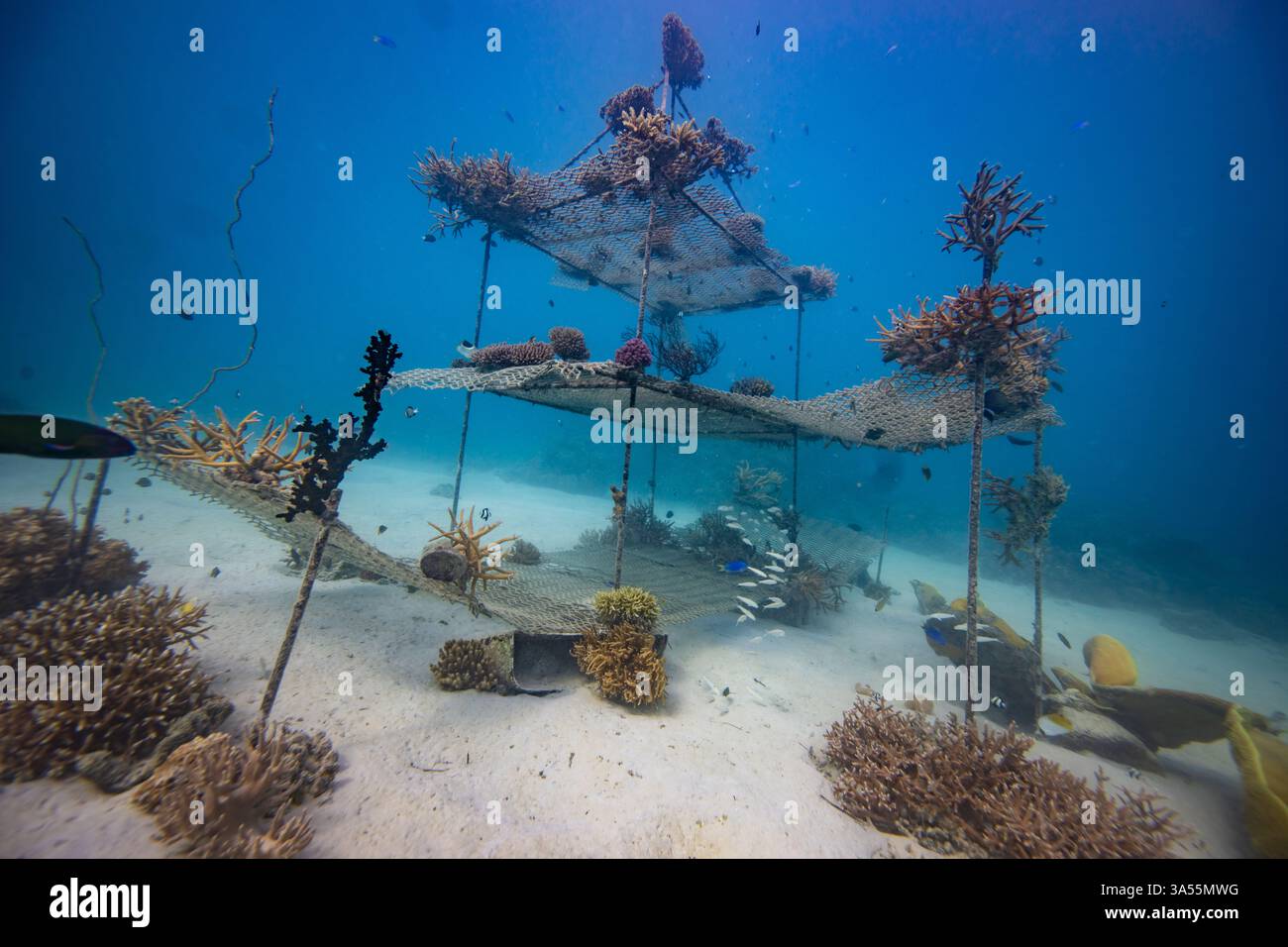 Crescenti barriere coralline per combattere i cambiamenti climatici - ONG per il ripristino della propagazione dei coralli Foto Stock