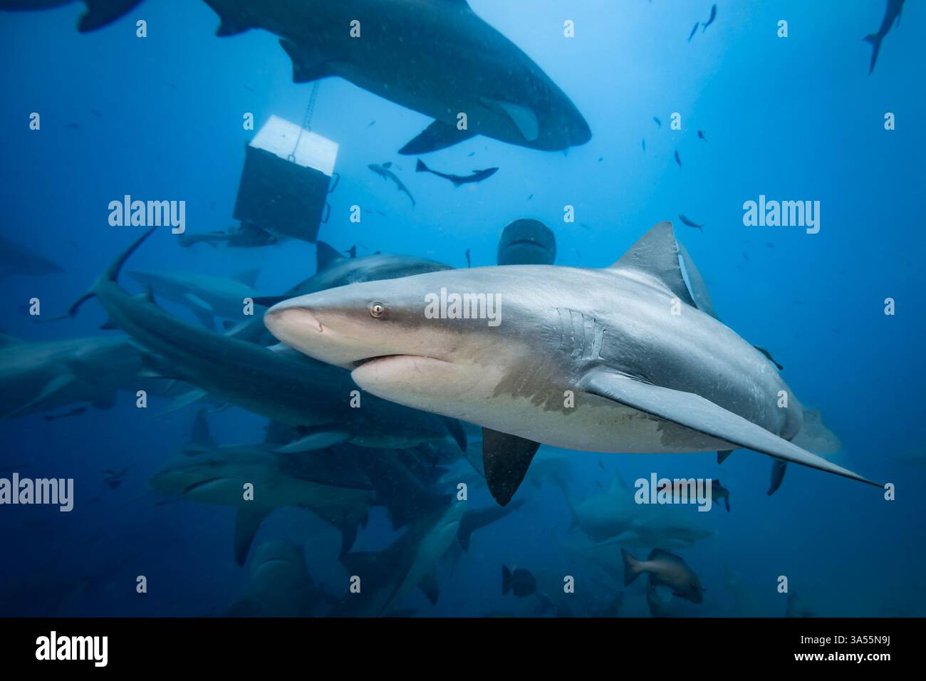Gli squali toro scolariscono sopra la barriera corallina Foto Stock