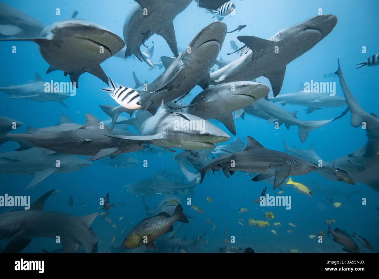 Gli squali toro scolariscono sopra la barriera corallina Foto Stock