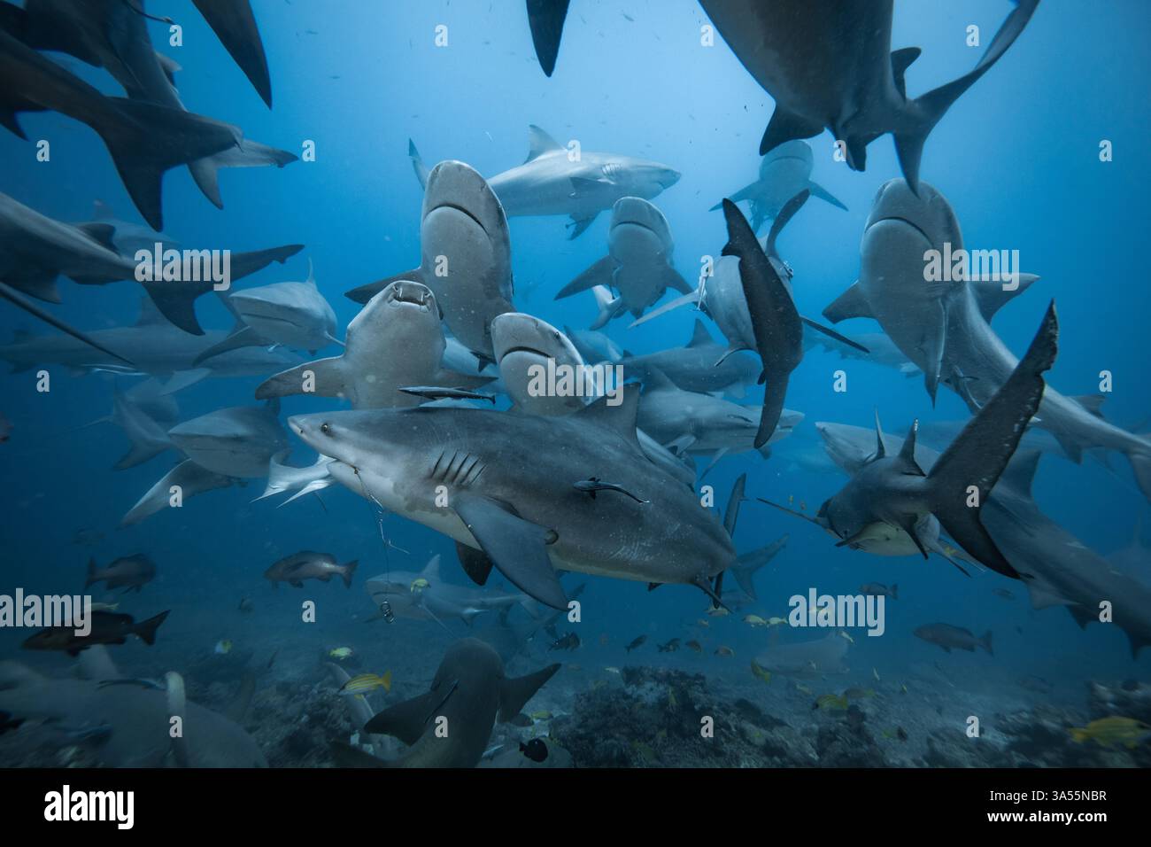 Gli squali toro scolariscono sopra la barriera corallina Foto Stock