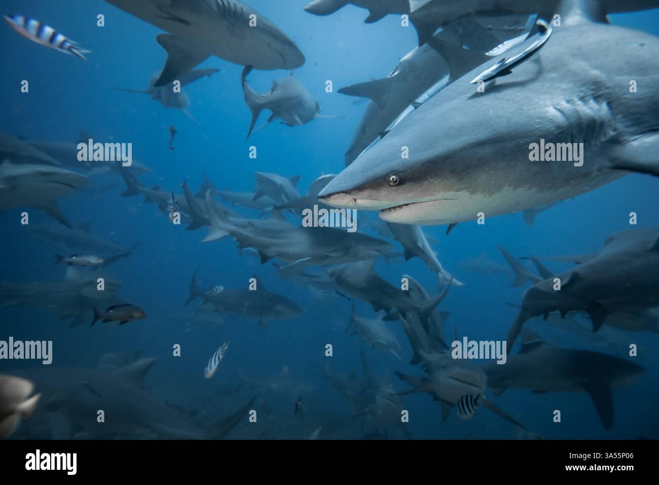 Gli squali toro scolariscono sopra la barriera corallina Foto Stock