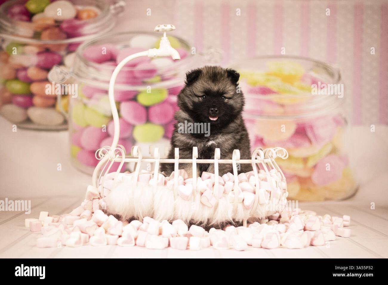 Cucciolo di Keeshond Foto Stock