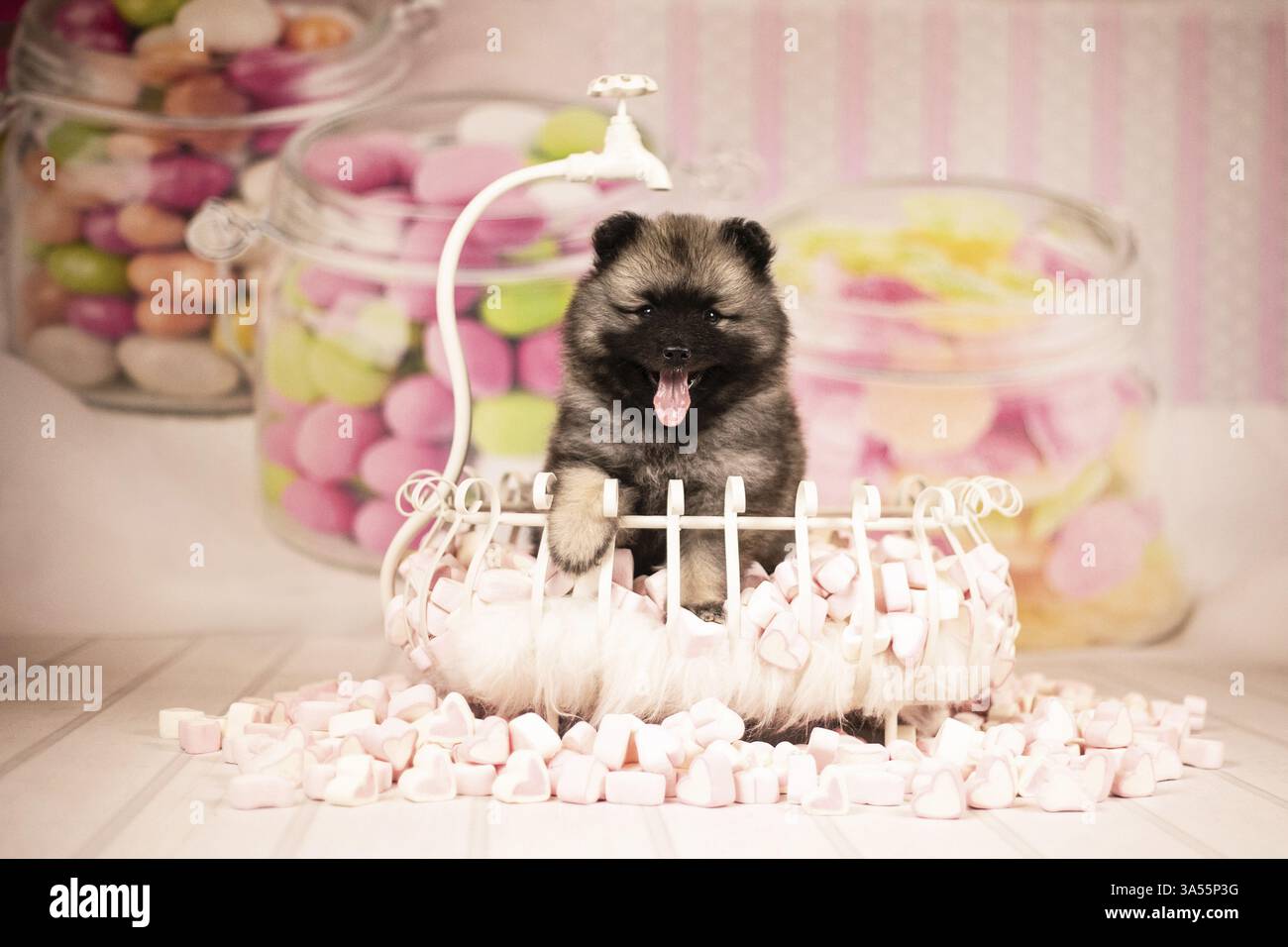 Cucciolo di Keeshond Foto Stock