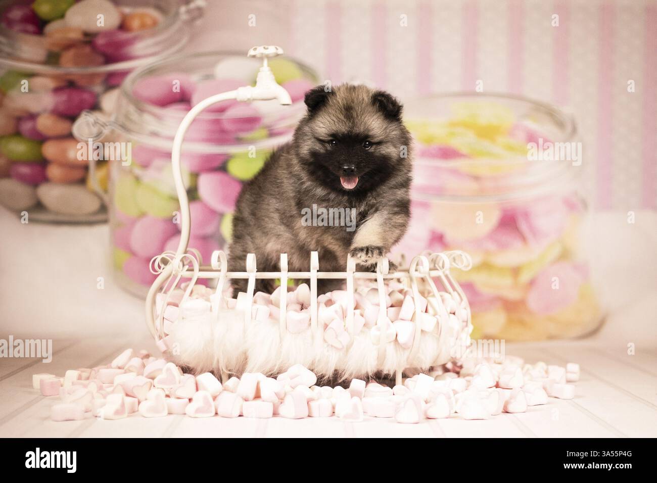Cucciolo di Keeshond Foto Stock