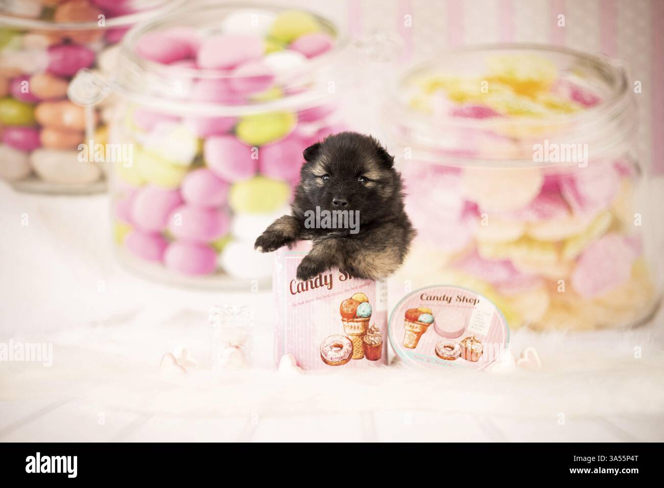 Cucciolo di Keeshond Foto Stock