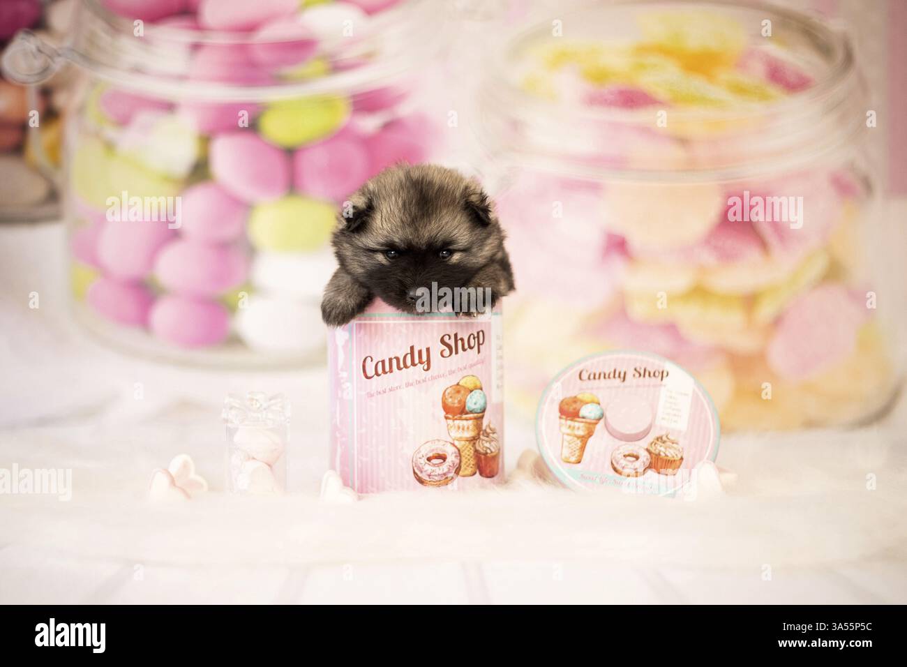 Cucciolo di Keeshond Foto Stock