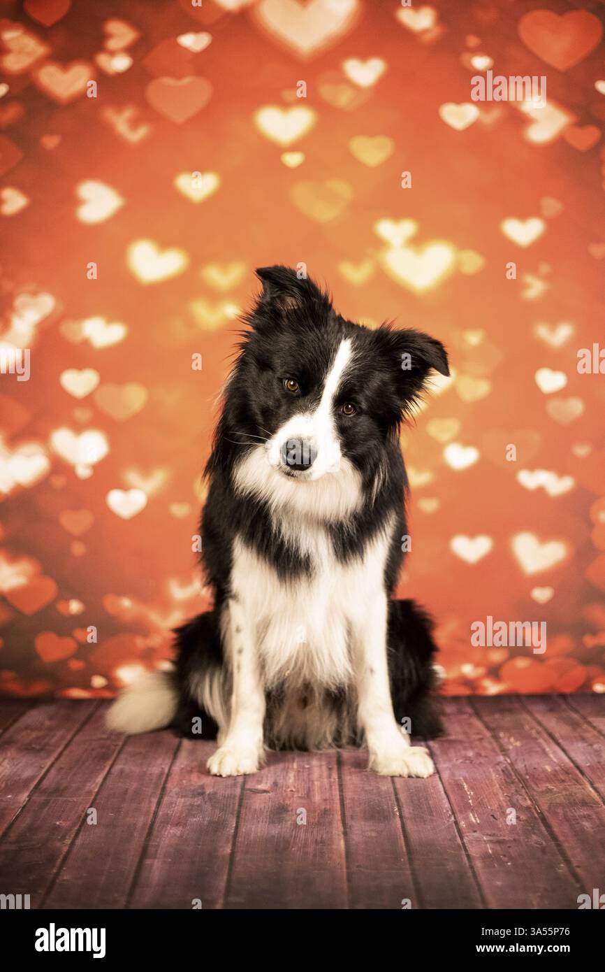 Collie di bordo Foto Stock
