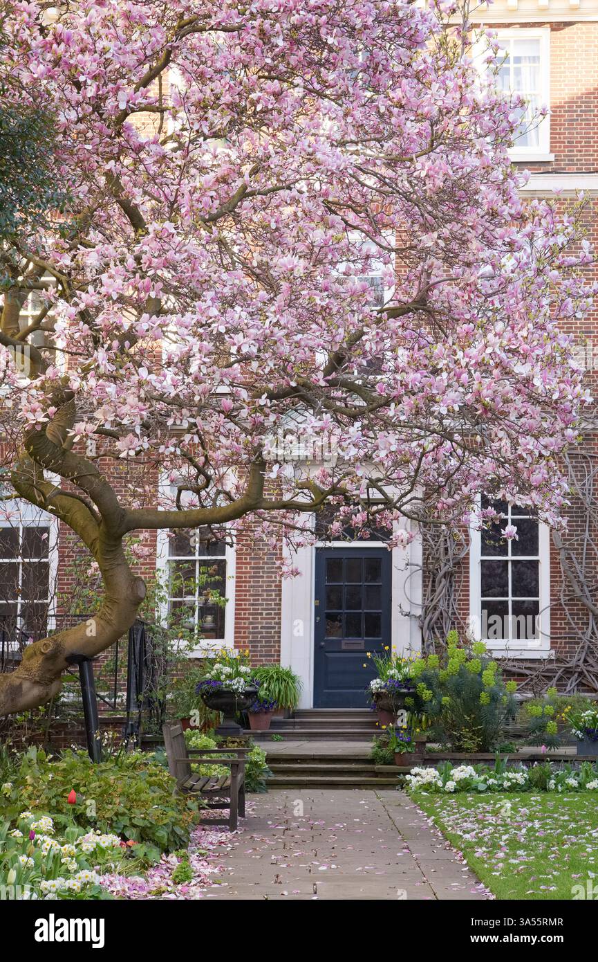 La Masters House a Inner Temple, Londra, con alberi di ciliegio in fiore Foto Stock