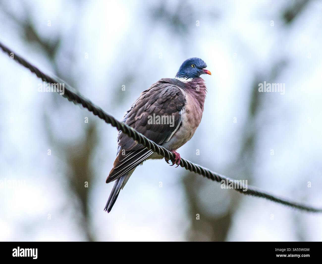 Pigeon (Columbidae) arroccato su cavo metallico - Indre-et-Loire (37), Francia. Foto Stock