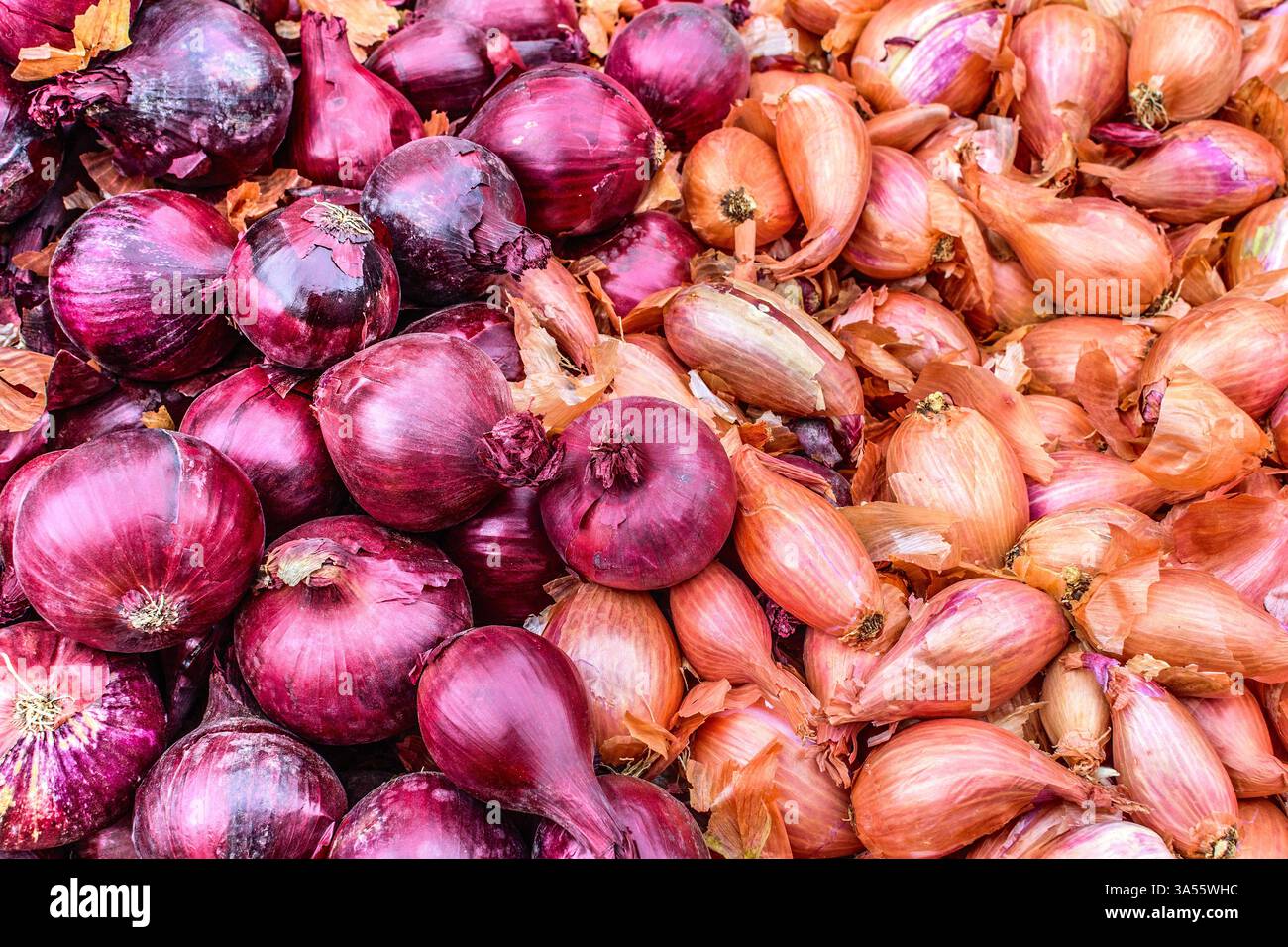 Cipolle rosse e scalogni sul bancone del mercato - Loches, Indre-et-Loire (37), Francia. Foto Stock