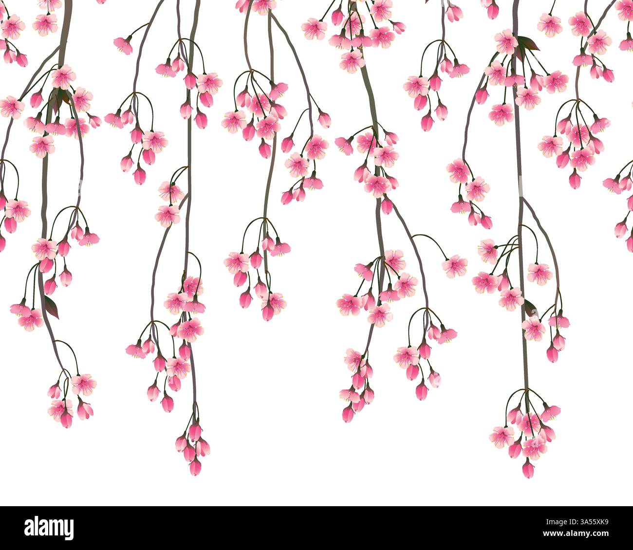 Shidare zakura rami in fiore su sfondo bianco. Motivo senza cuciture con rami sakura appesi. I ciliegi giapponesi di primavera rosa fioriscono durante il festival Hamami. Illustrazione Vettoriale