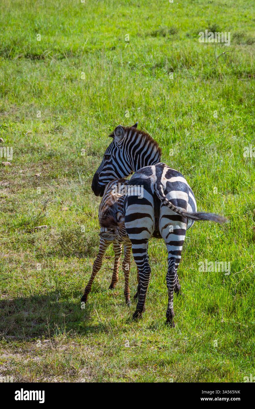 Zebra che dà da mangiare a un pollo Foto Stock