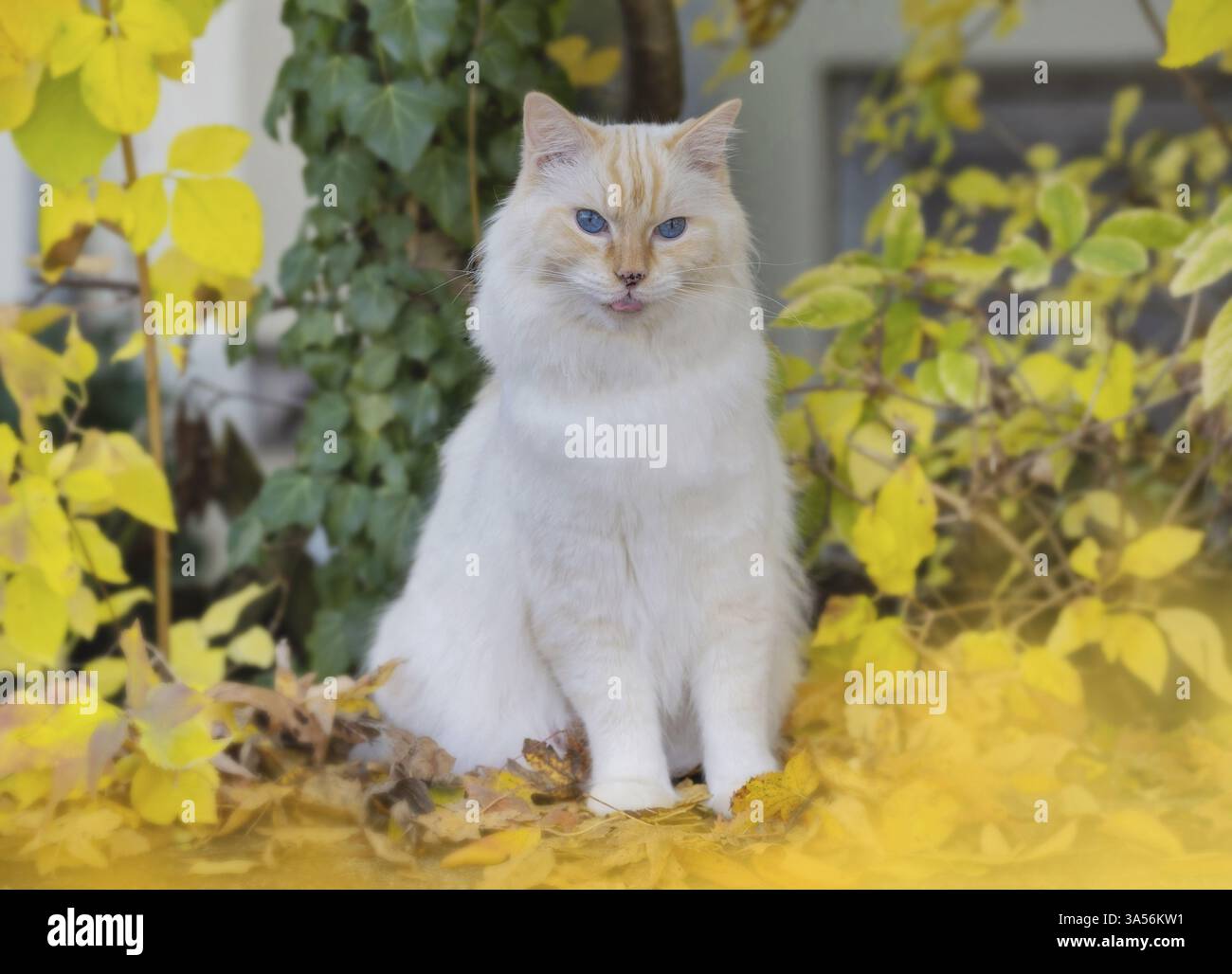 Ragdoll Foto Stock
