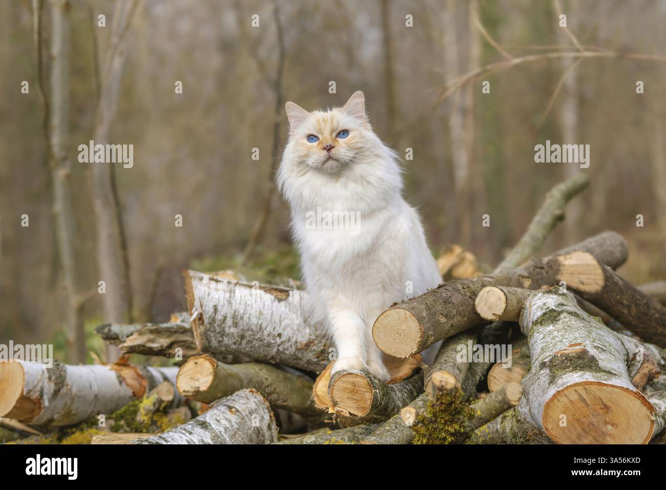 Ragdoll Foto Stock