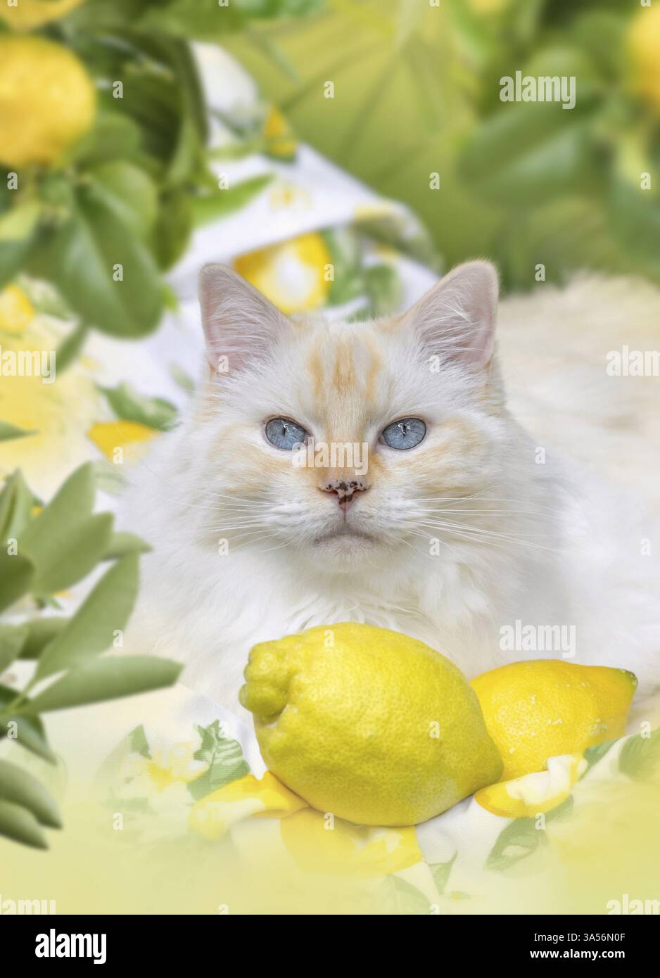 Ragdoll Foto Stock
