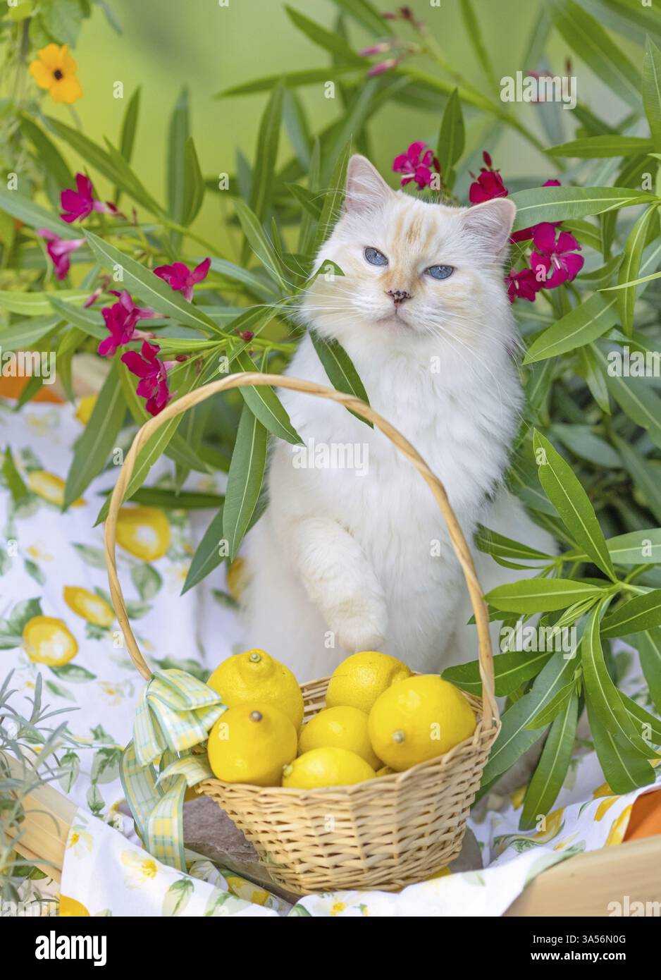 Ragdoll Foto Stock