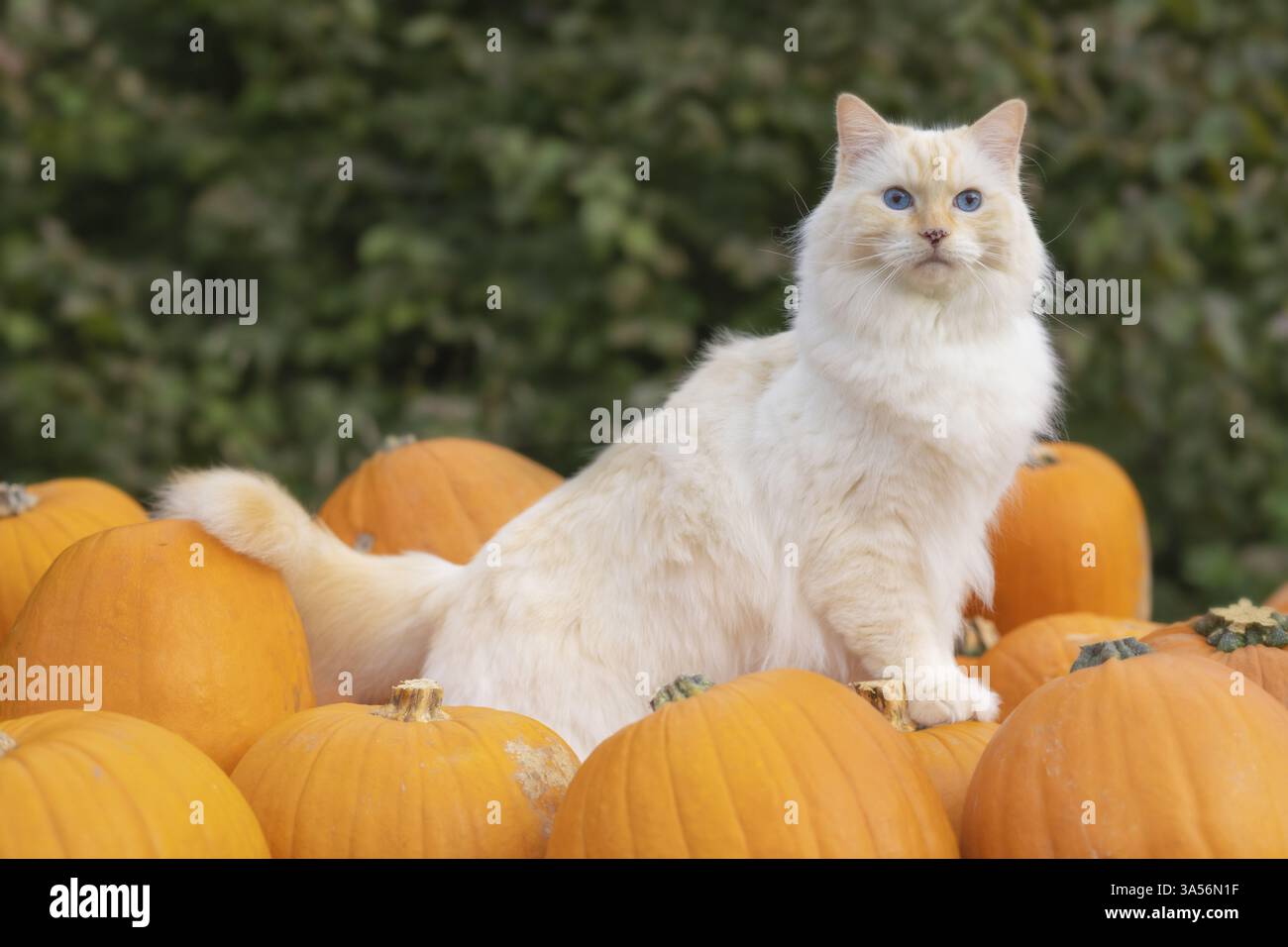 Ragdoll Foto Stock