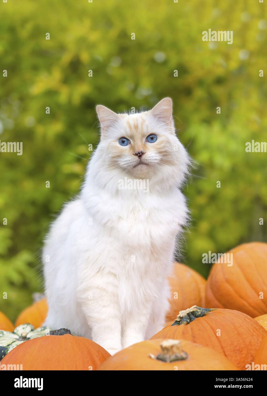 Ragdoll Foto Stock