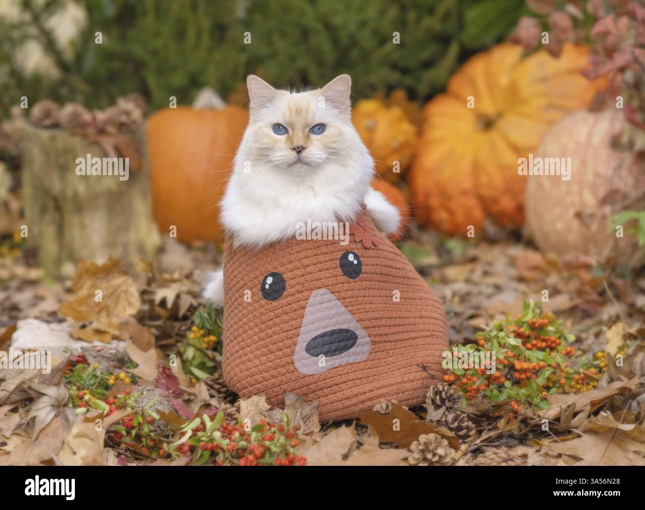 Ragdoll Foto Stock