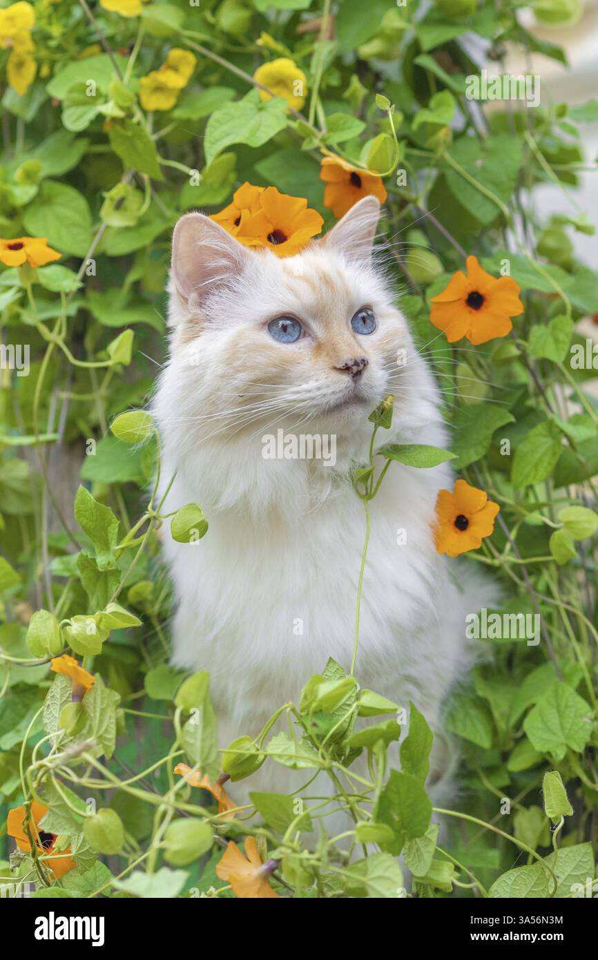 Ragdoll Foto Stock