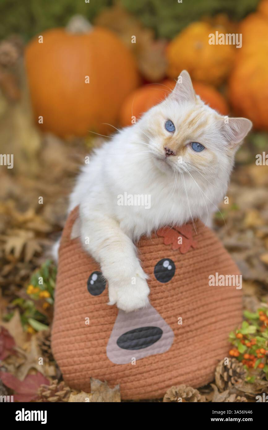 Ragdoll Foto Stock