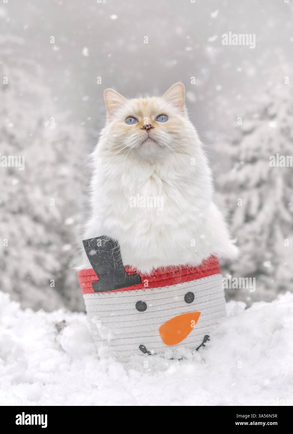 Ragdoll Foto Stock