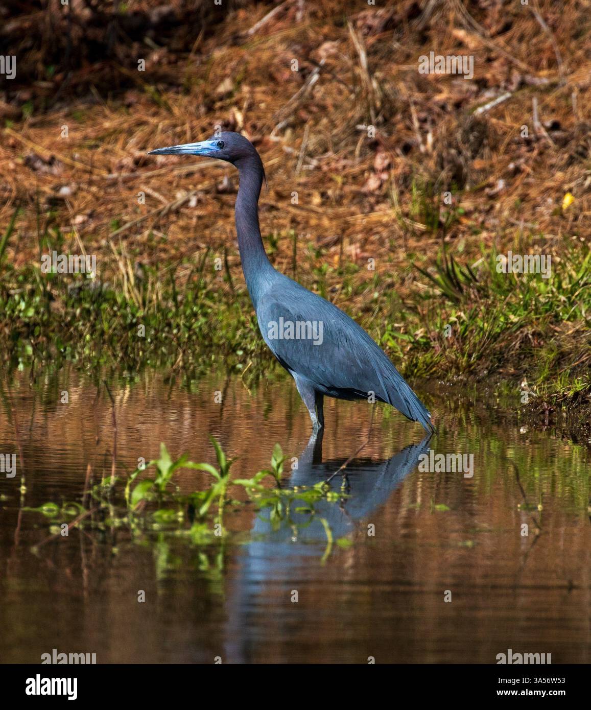 Il piccolo Blue Heron in piedi vicino a uno stagno Foto Stock