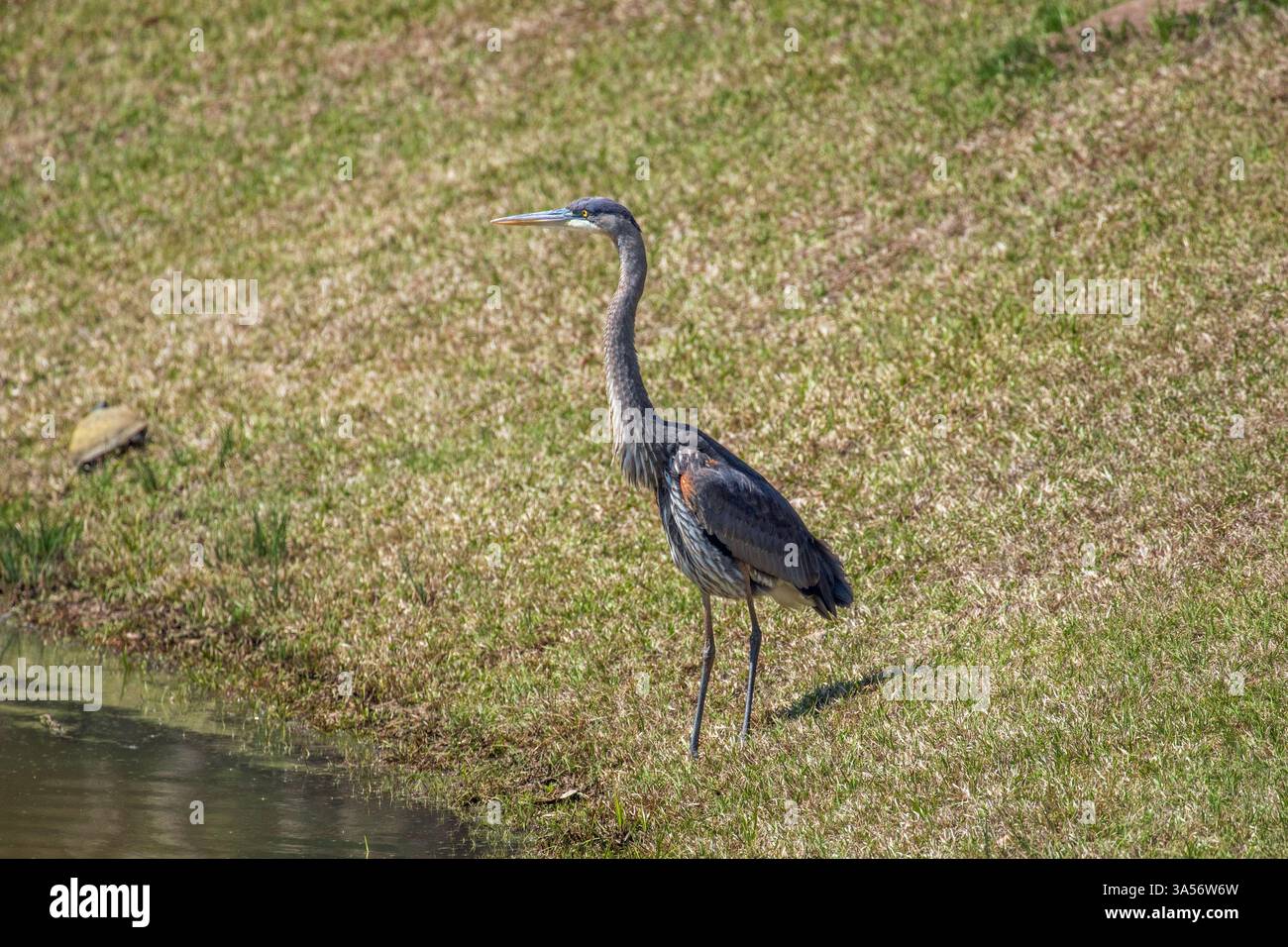 Il piccolo Blue Heron in piedi vicino a uno stagno Foto Stock