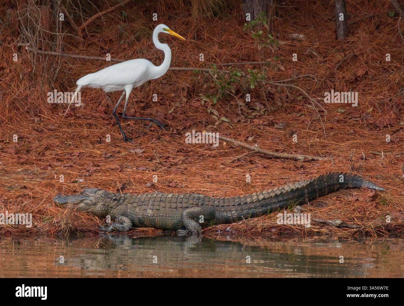 Alligatore in una palude in North Carolina Foto Stock