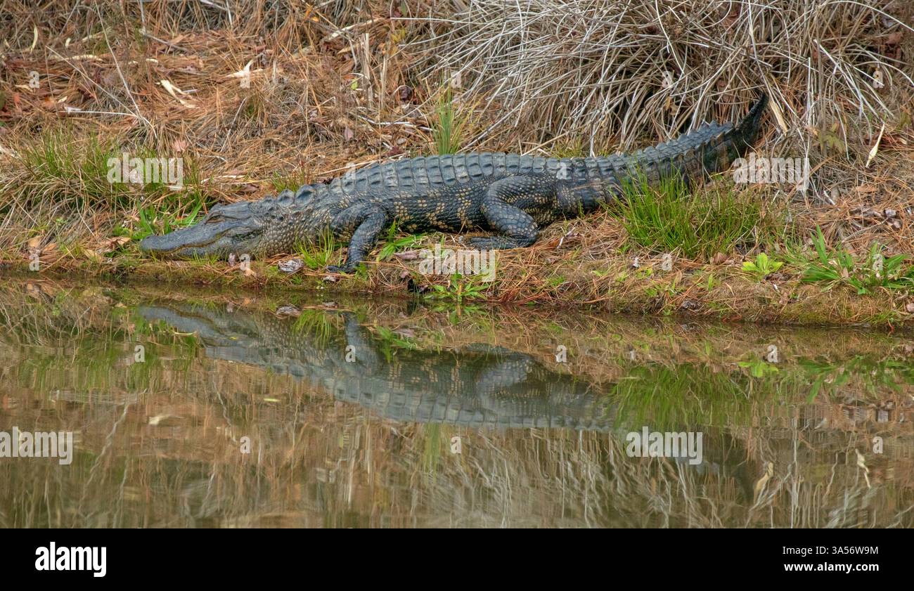 Alligatore in una palude in North Carolina Foto Stock