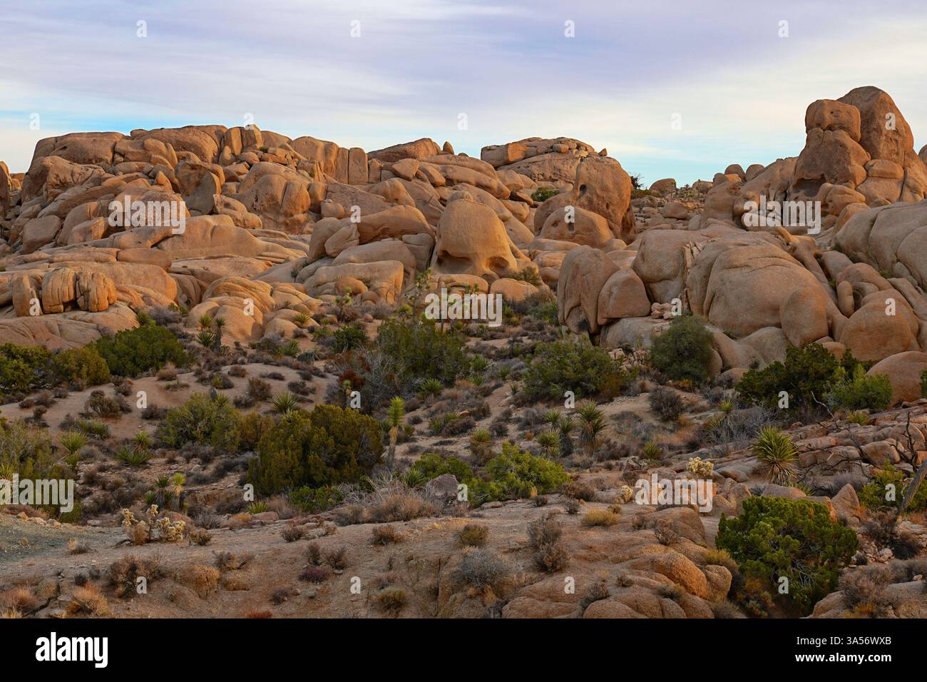 Escursioni a Joshua Tree nella zona di Skull Rock Foto Stock