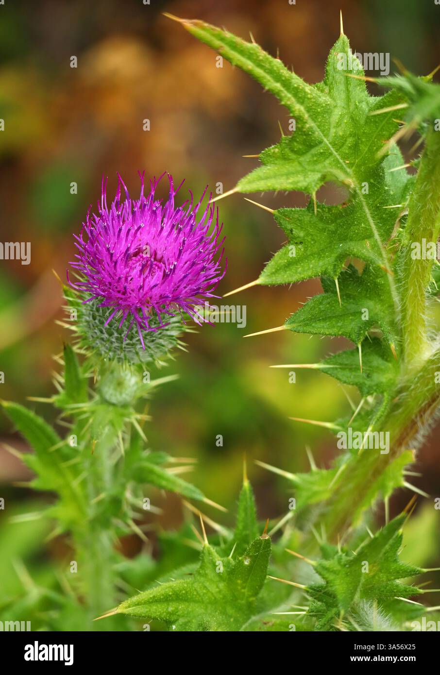 Cirsium vulgare - il cardo della lancia, il cardo del toro o il cardo comune in piena fioritura. Specie - Asteraceae. Genere - cirsio. Oeiras, Portogallo. Foto Stock