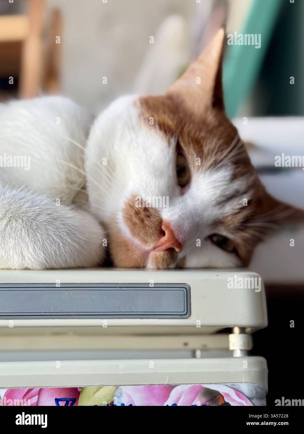 Un gatto dello zenzero con pelliccia bianca giace nel frigorifero. Gatto rilassante. Primo piano. Foto Stock