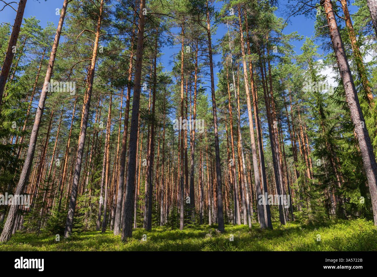 Una tranquilla vista di alti pini in una foresta verdeggiante, illuminata dalla luce del sole che crea colori vivaci. L'atmosfera calma e naturale incoraggia Foto Stock