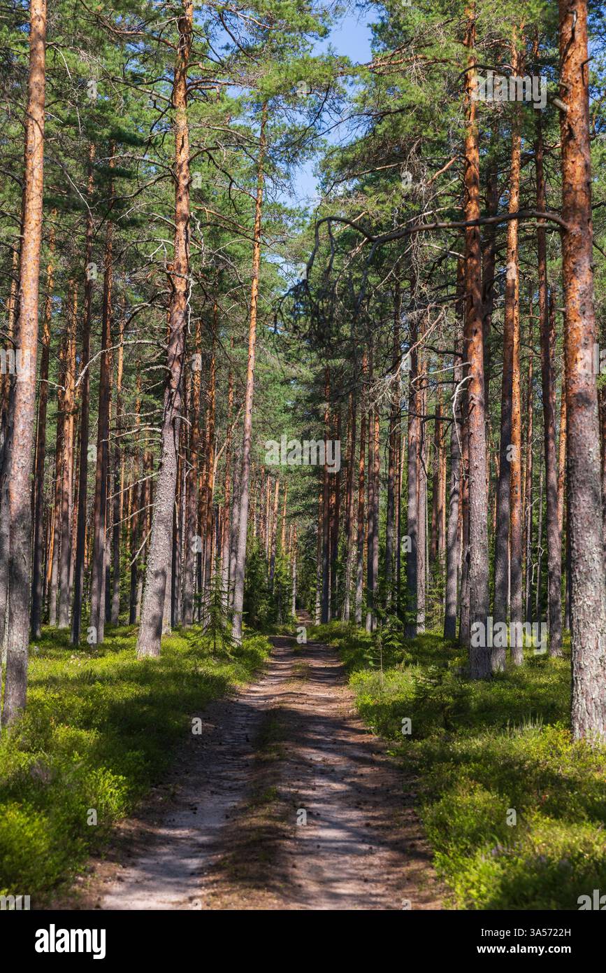 Un tranquillo sentiero nella foresta circondato da un paesaggio sempreverde di pini alti e vegetazione abbondante, perfetto per escursioni e fughe all'aperto nella bellezza Foto Stock