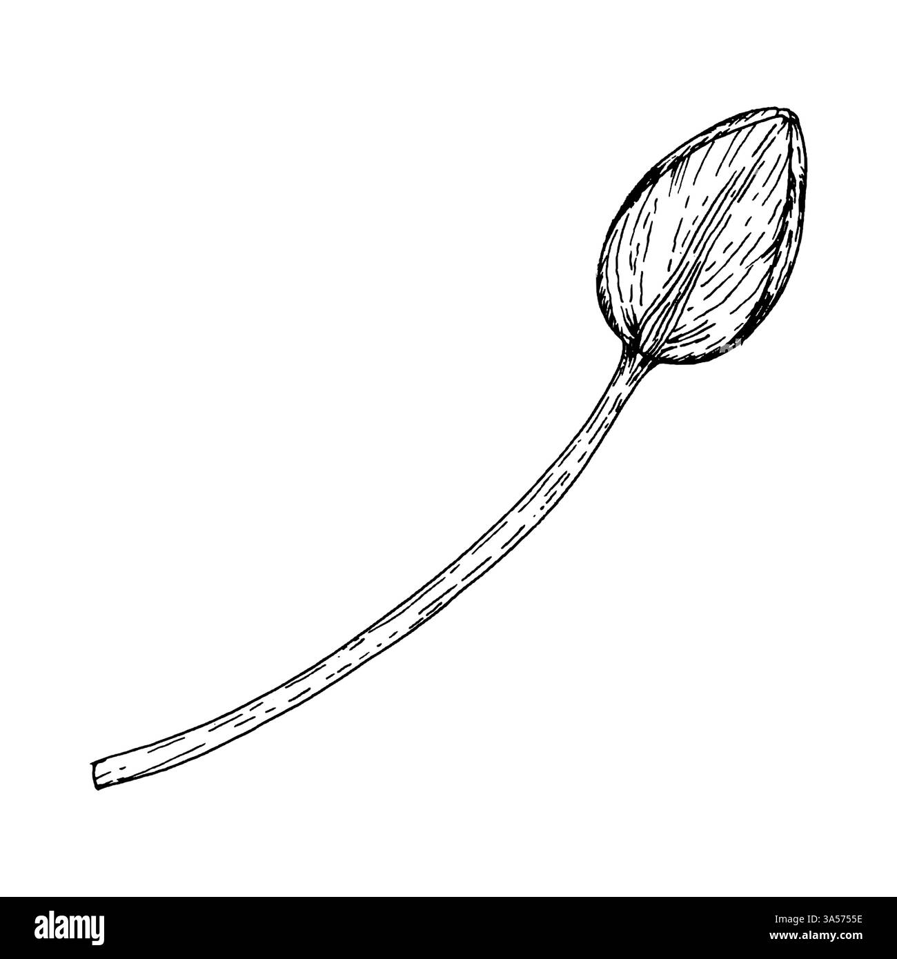 Immagine a inchiostro bianco e nero di un bocciolo di tulipano su uno stelo. Ideale per disegni floreali, biglietti d'auguri, imballaggi, stampe tessili e arte botanica Illustrazione Vettoriale