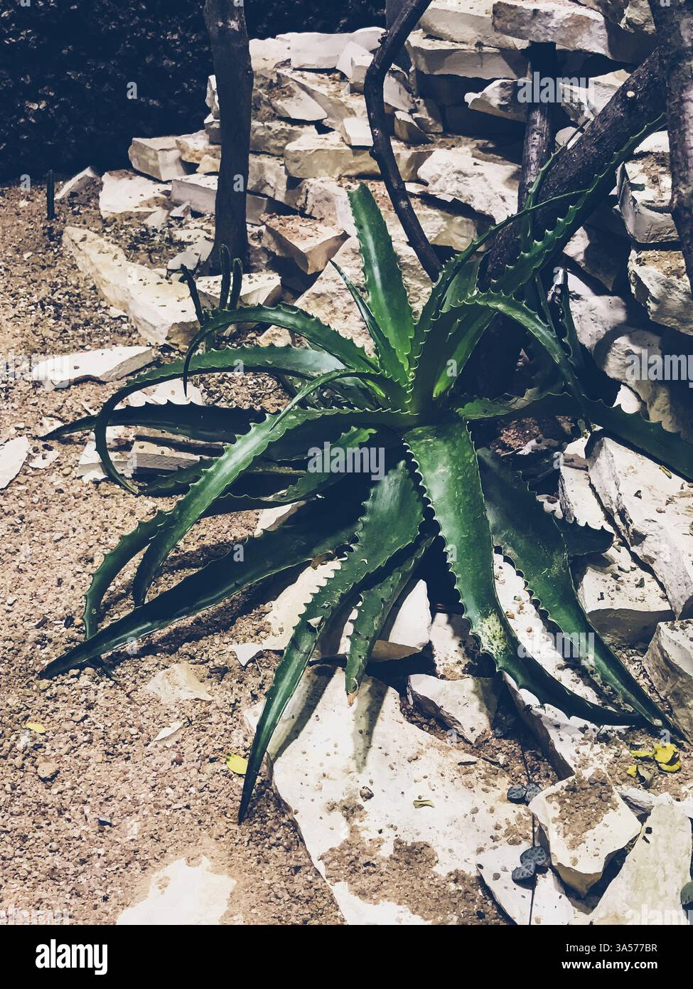 In un'area rocciosa cresce una grande pianta verde con foglie spesse. La pianta è circondata da rocce e sta prosperando nell'ambiente duro Foto Stock