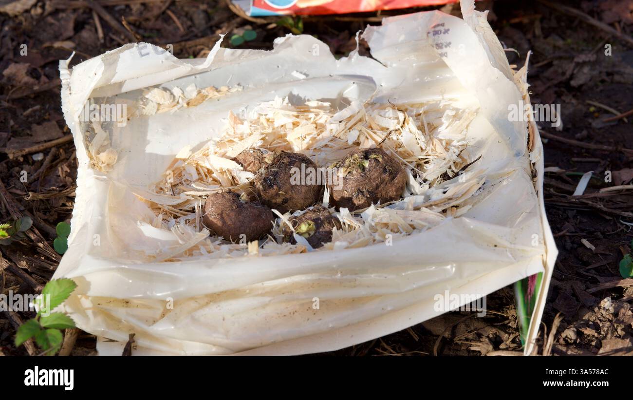 Bulbi di fiori pronti per essere piantati. Foto Stock