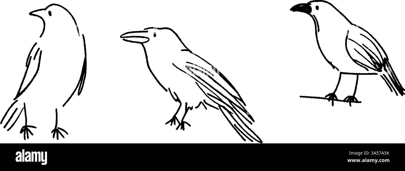 Tre semplici disegni di uccelli in pose diverse. Il primo uccello è in piedi in posizione verticale, il secondo ha un becco leggermente aperto, e il terzo è Illustrazione Vettoriale