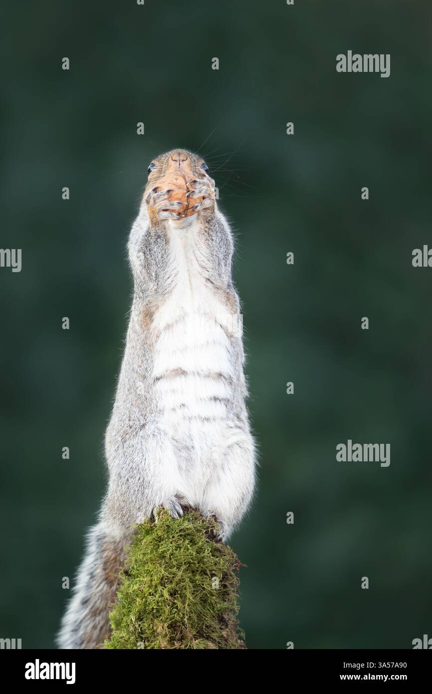 Scoiattolo grigio che mangia noci su un ramo di albero muschio, Regno Unito. Foto Stock