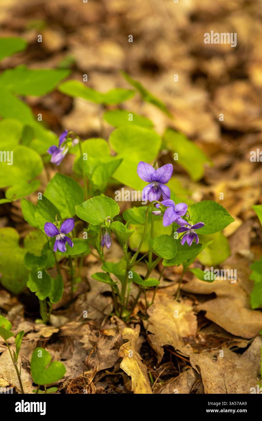 Fioritura Viola Reichenbachiana (Early Dog-Violet) – delicato fiore viola nel genere Viola Foto Stock