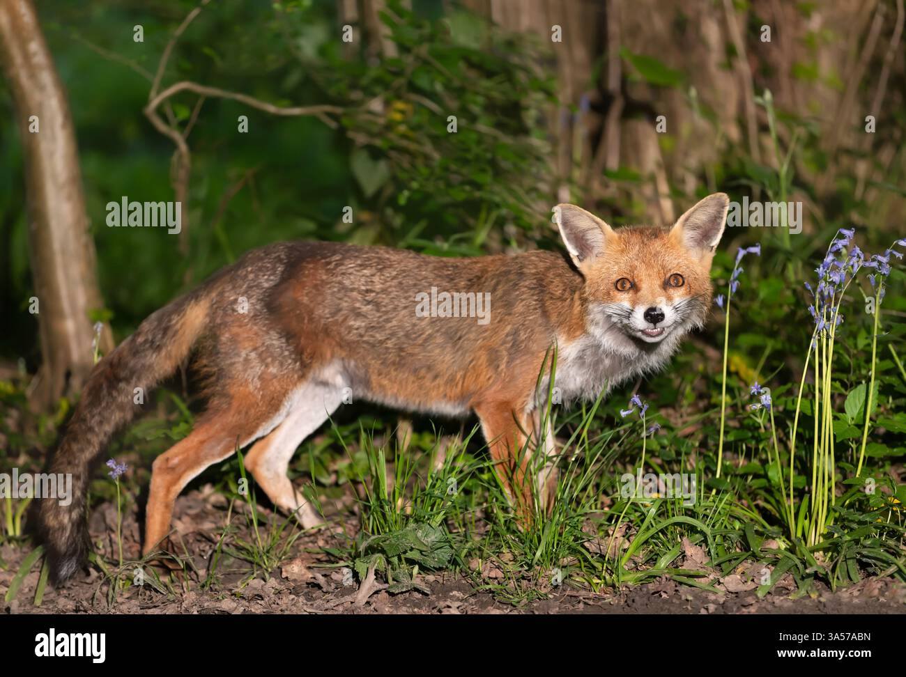 Ritratto di una graziosa volpe rossa tra campanelli in primavera, Regno Unito Foto Stock