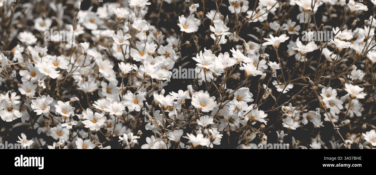 Piccoli fiori bianchi con centro giallo in sfondo vintage tonalità moody Foto Stock