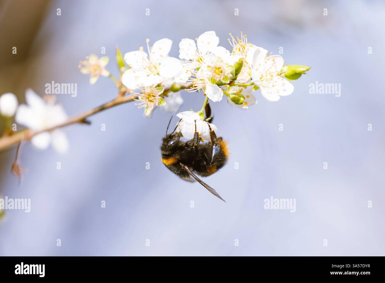 Vista laterale di un'ape che raccoglie polline da un fiore bianco in fiore. Foto Stock