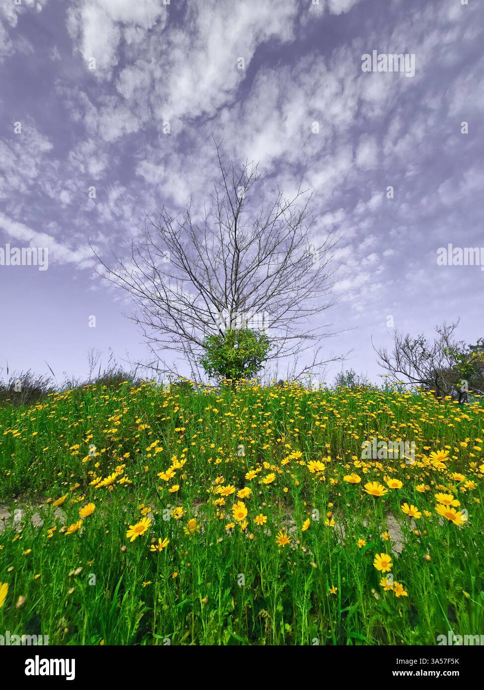 Bellissimo campo verde wıth pieno di fiori selvatici e shınny cielo limpido. - Immagine stock catturata con smartphone
